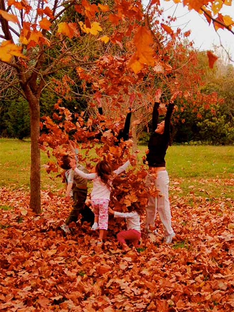Venta de terrenos con la mejor arboleda de la costa atlántica. Terrenos con escritura en loteo abierto cercado y con entradas solo de propietarios. Seguridad para tu familia.